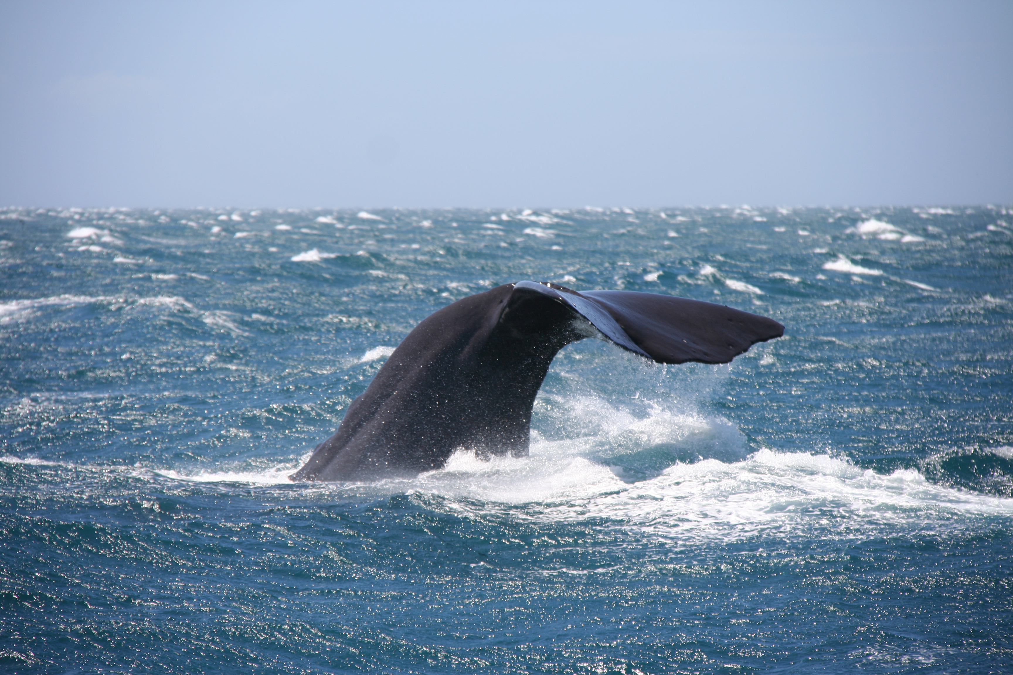 sperm whale