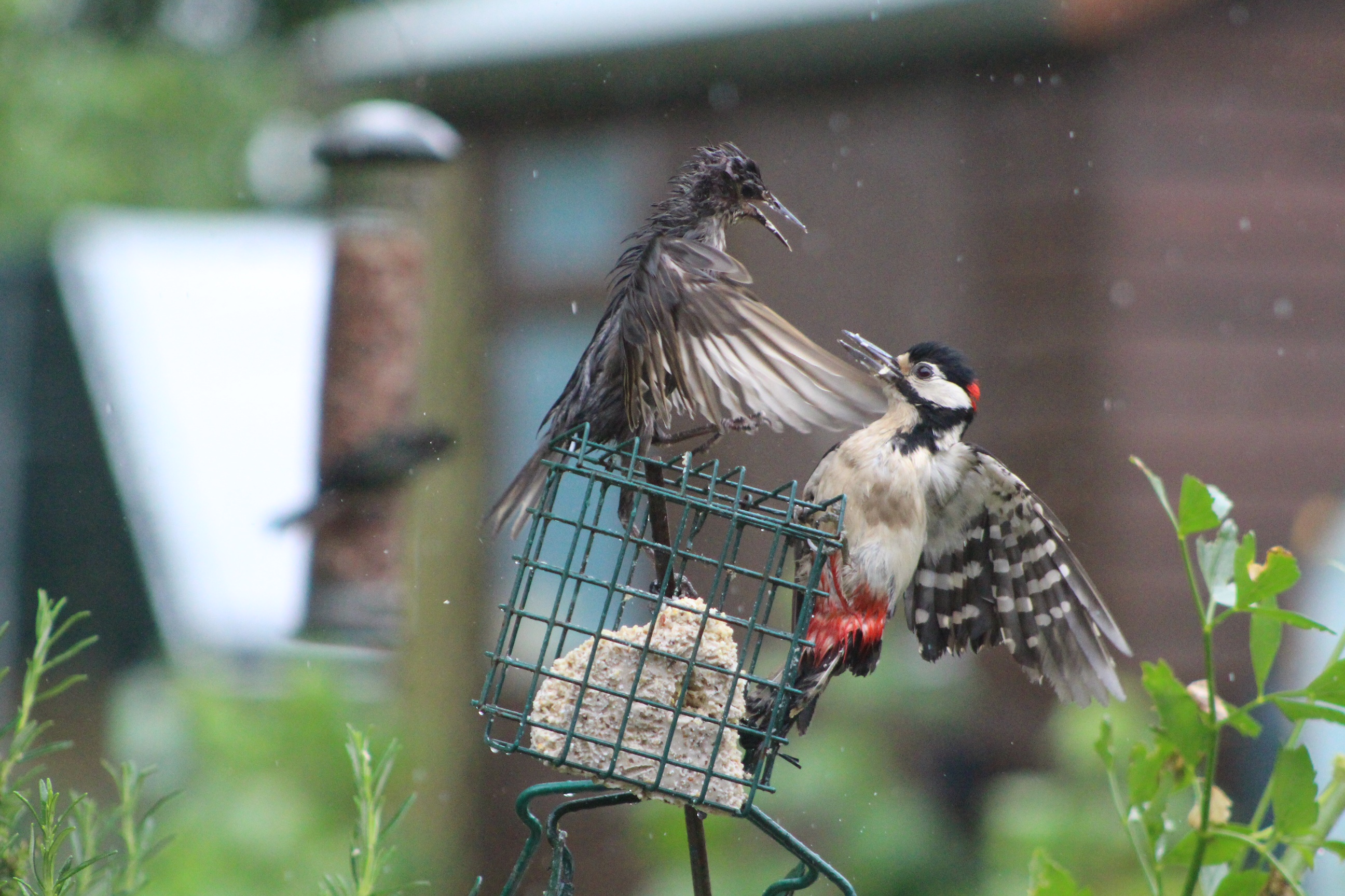 woodpecker