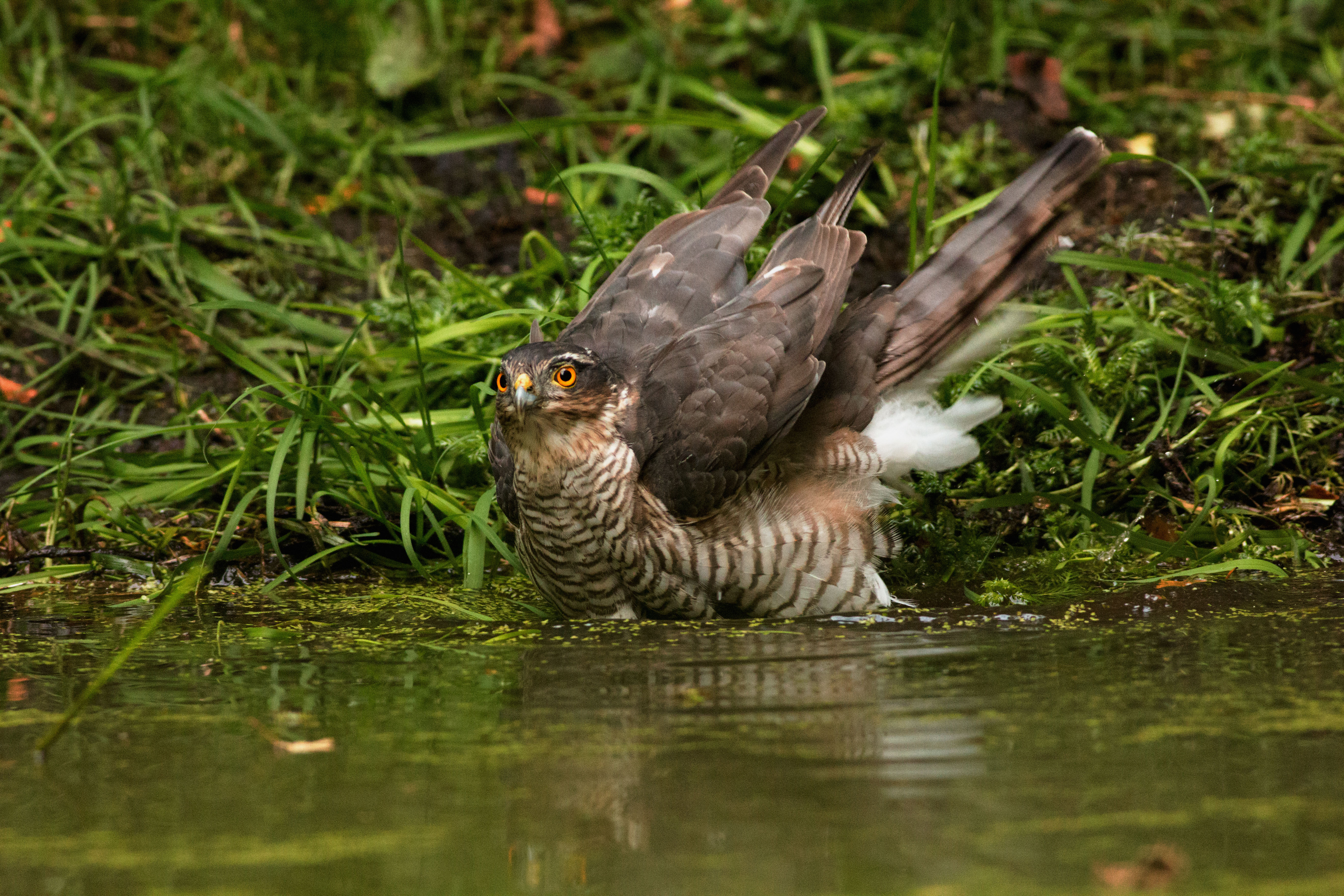 sparrow hawk