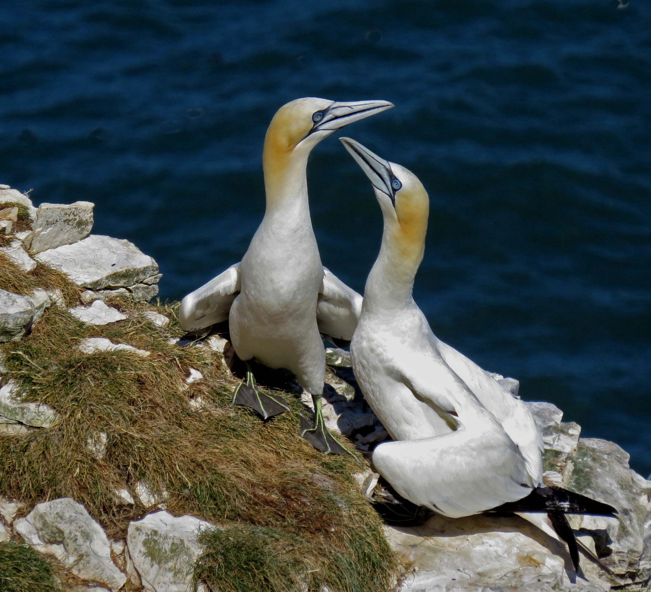 gannets