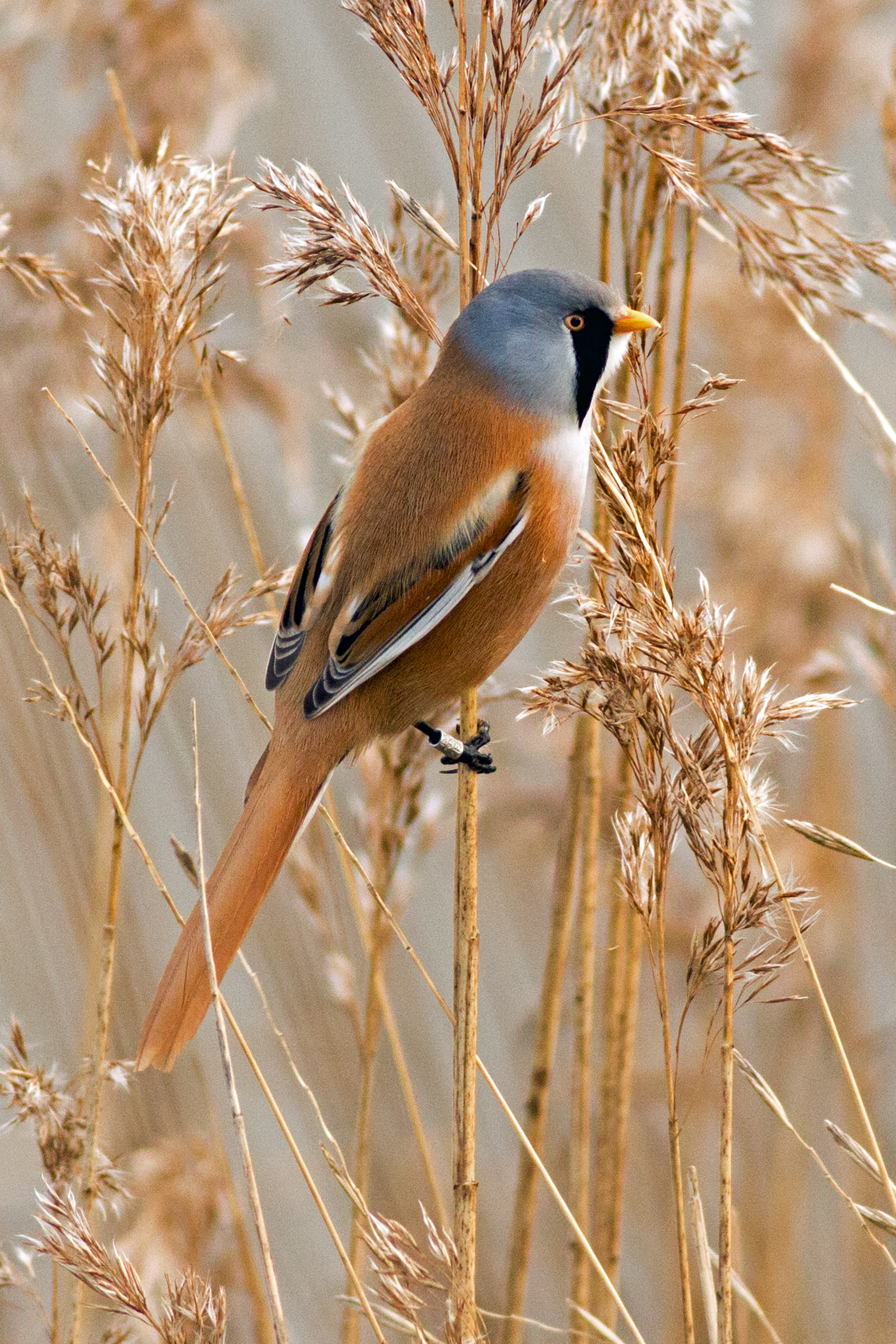 bearded tit