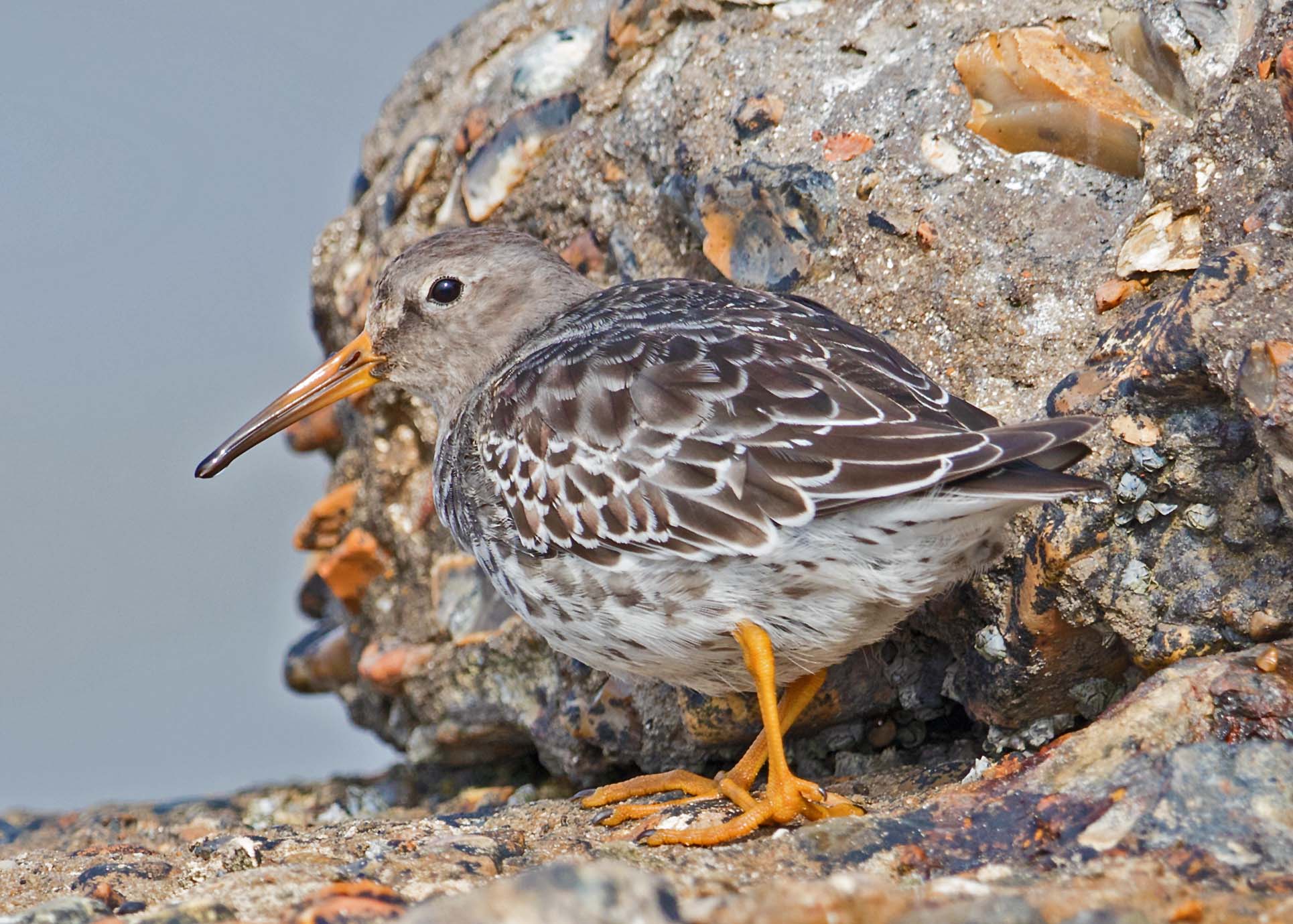 purple sandpiper