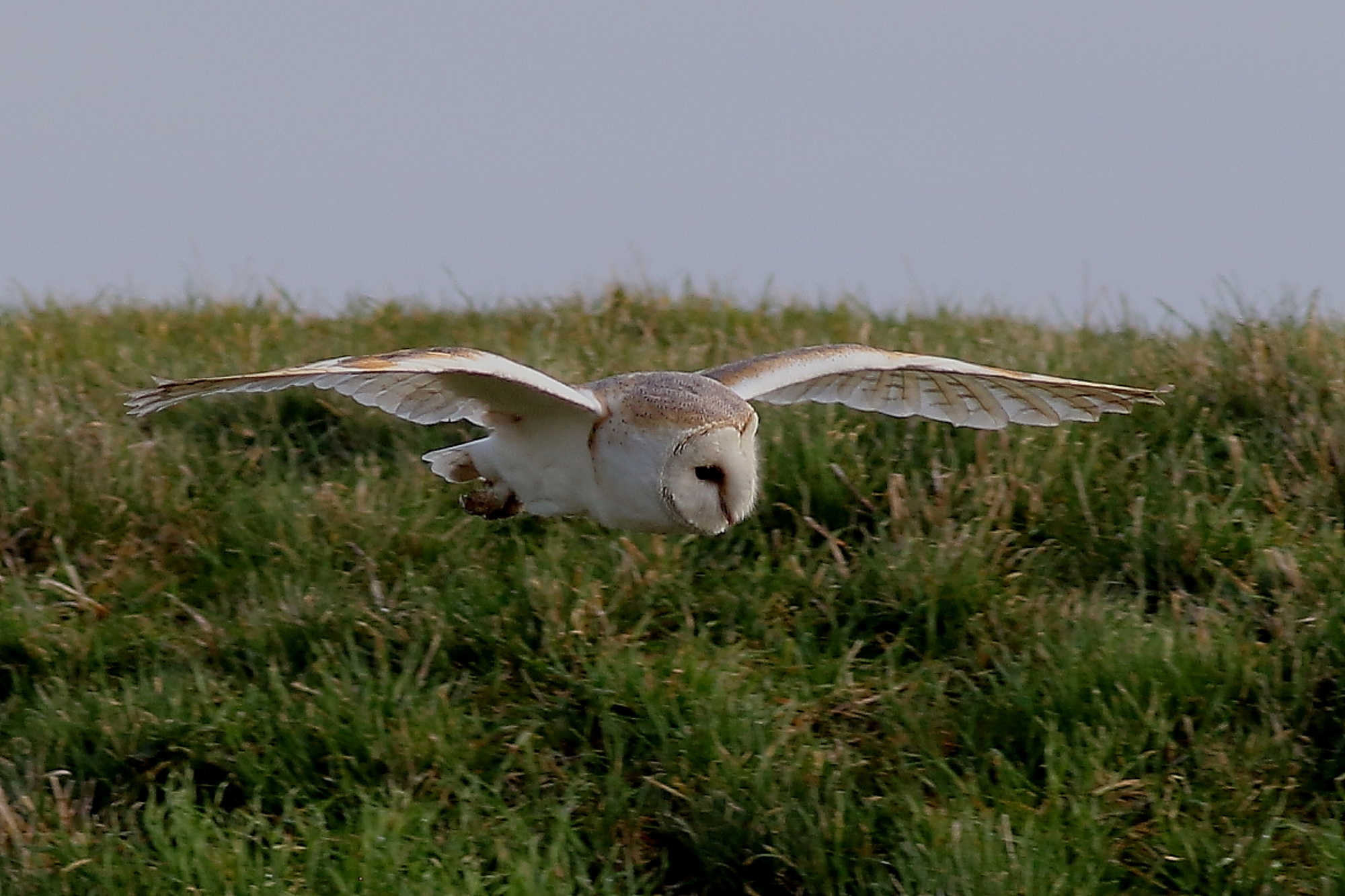 barn owl