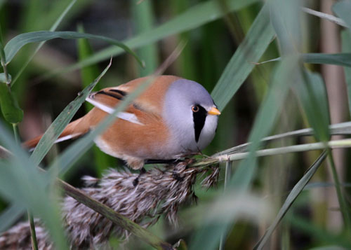 bearded tit