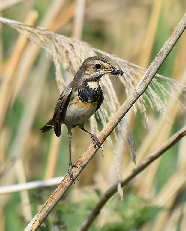 bluethroat