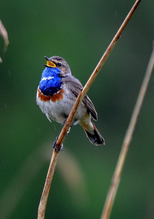 bluethroat