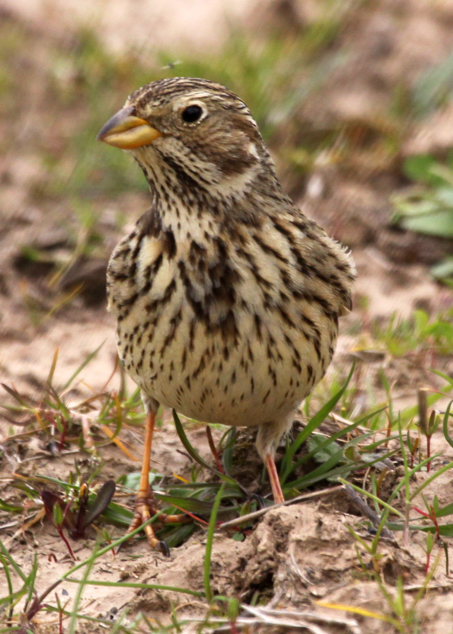 corn bunting