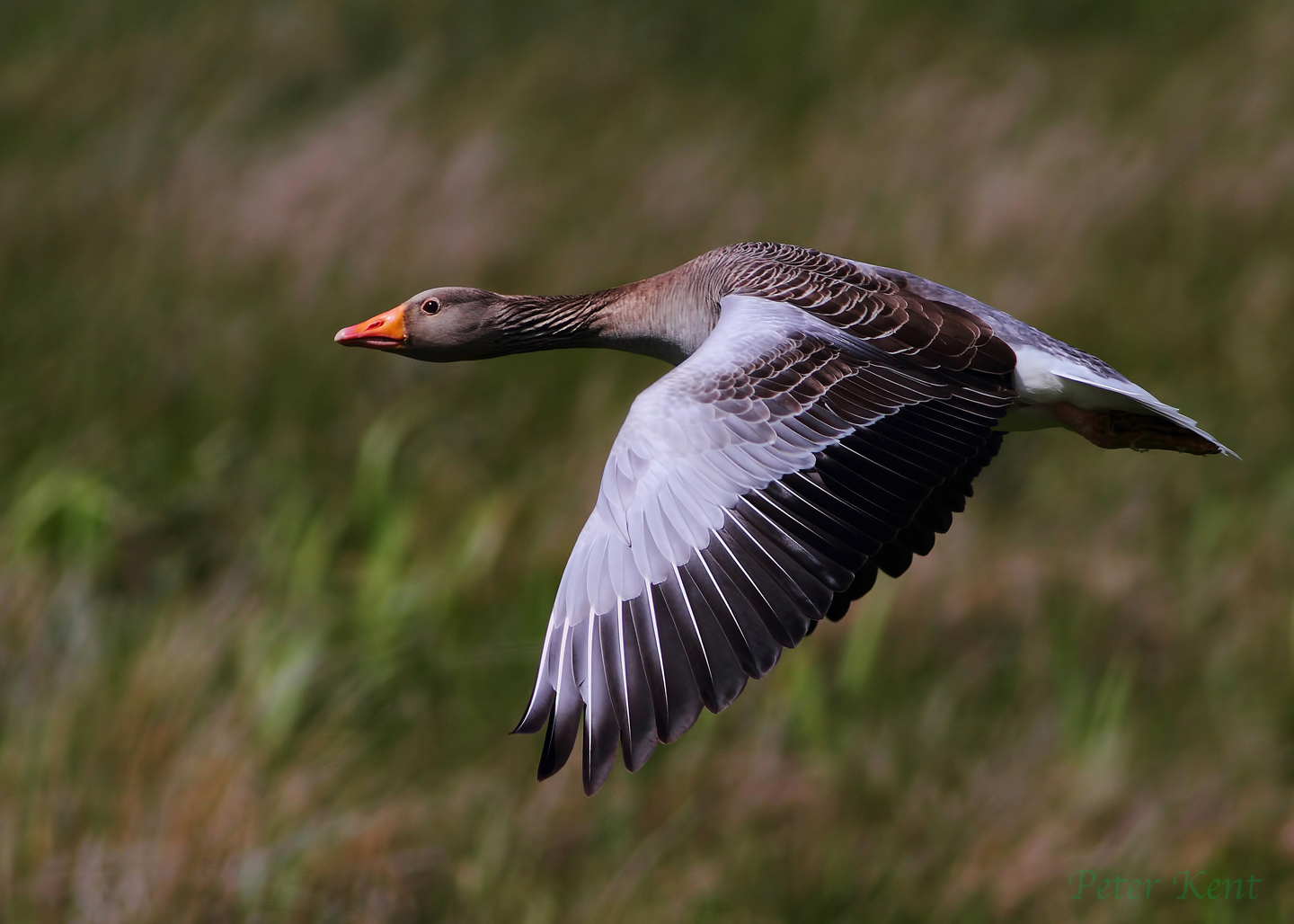 greylag goose