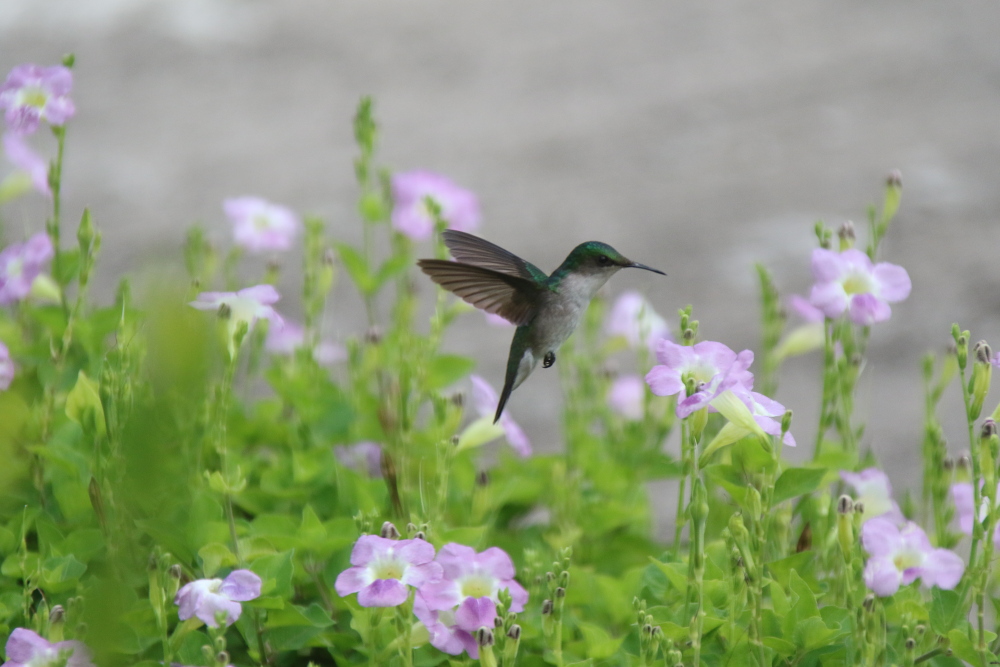 humming bird