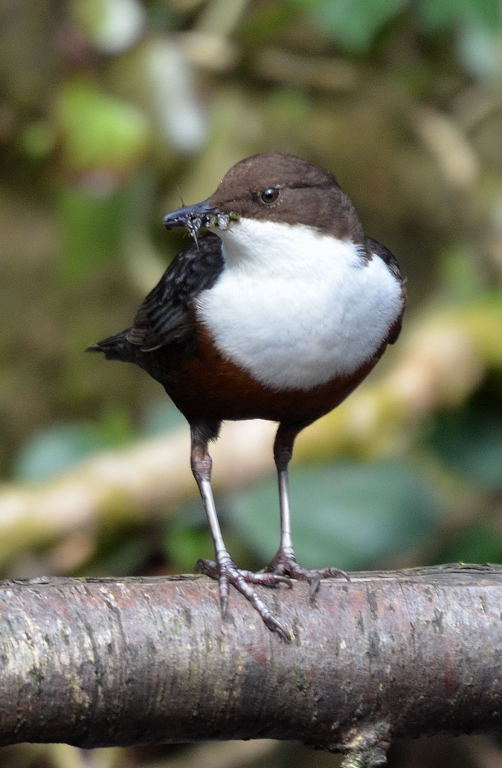 dipper