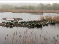 Bringing a Boom to Middleton Lakes