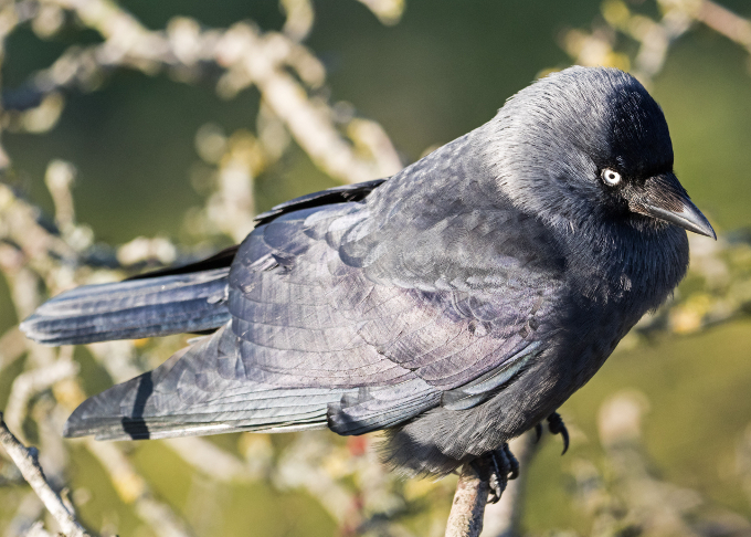 jackdaw