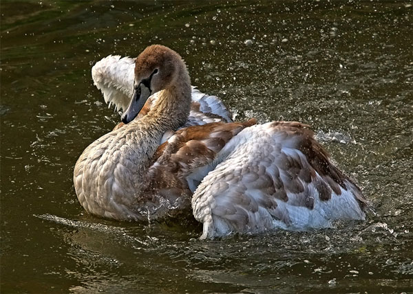 juvenile swan