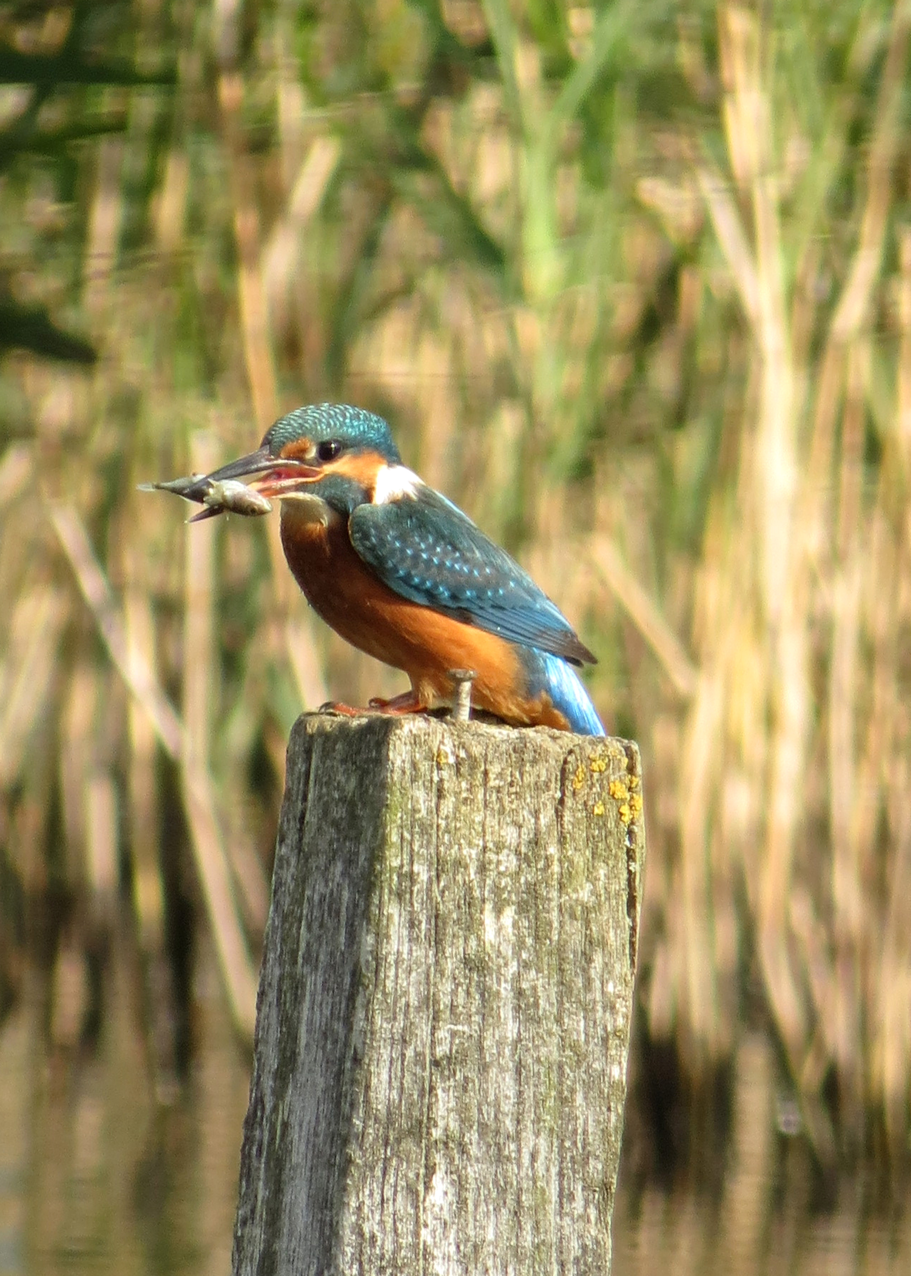 kingfisher