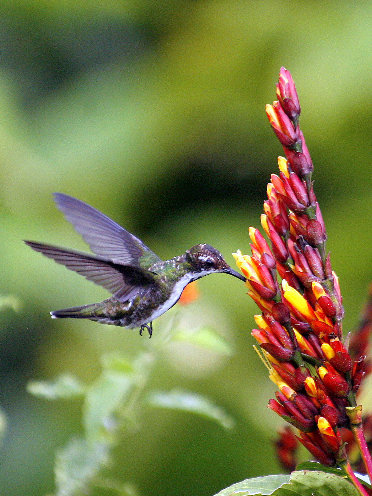 black throated mango