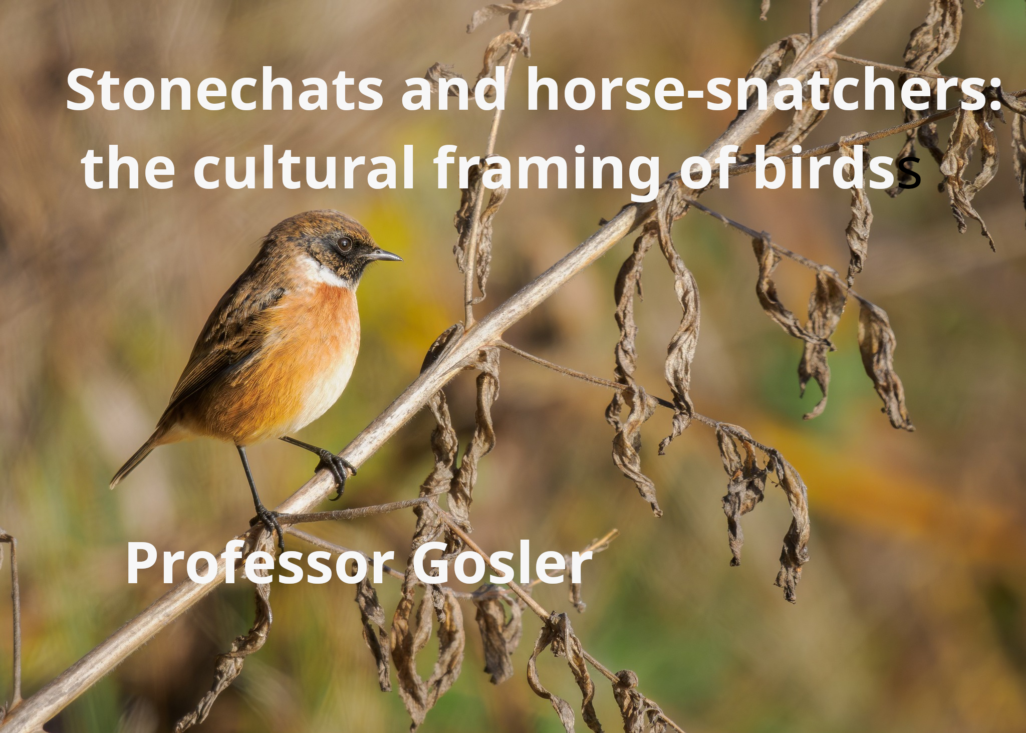 Stonechats and horse-snatchers: the cultural framing of birds