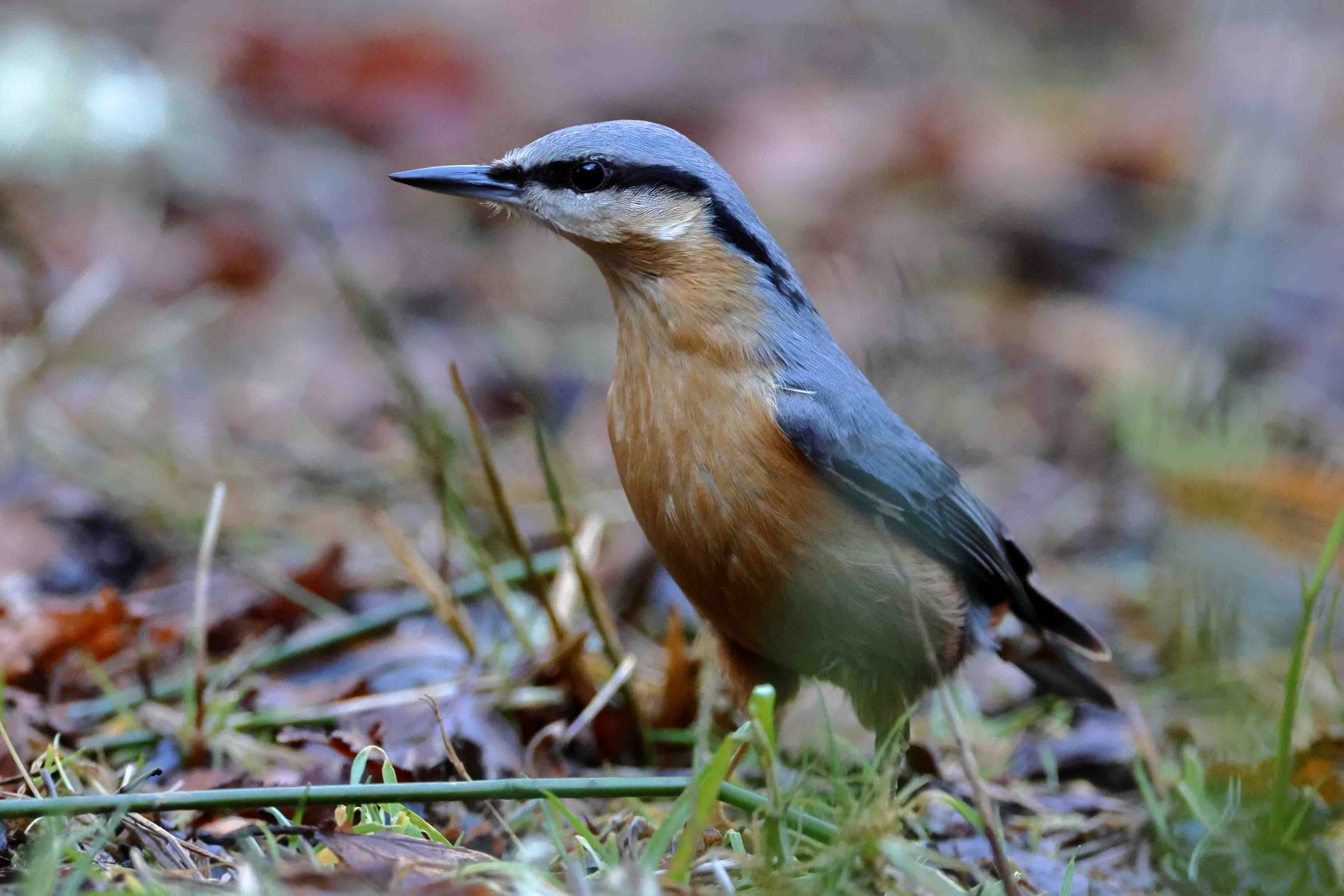 Nuthatch
