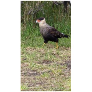 CARACARA