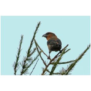 CROSSBILL
