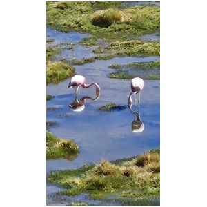 FLAMINGOES
