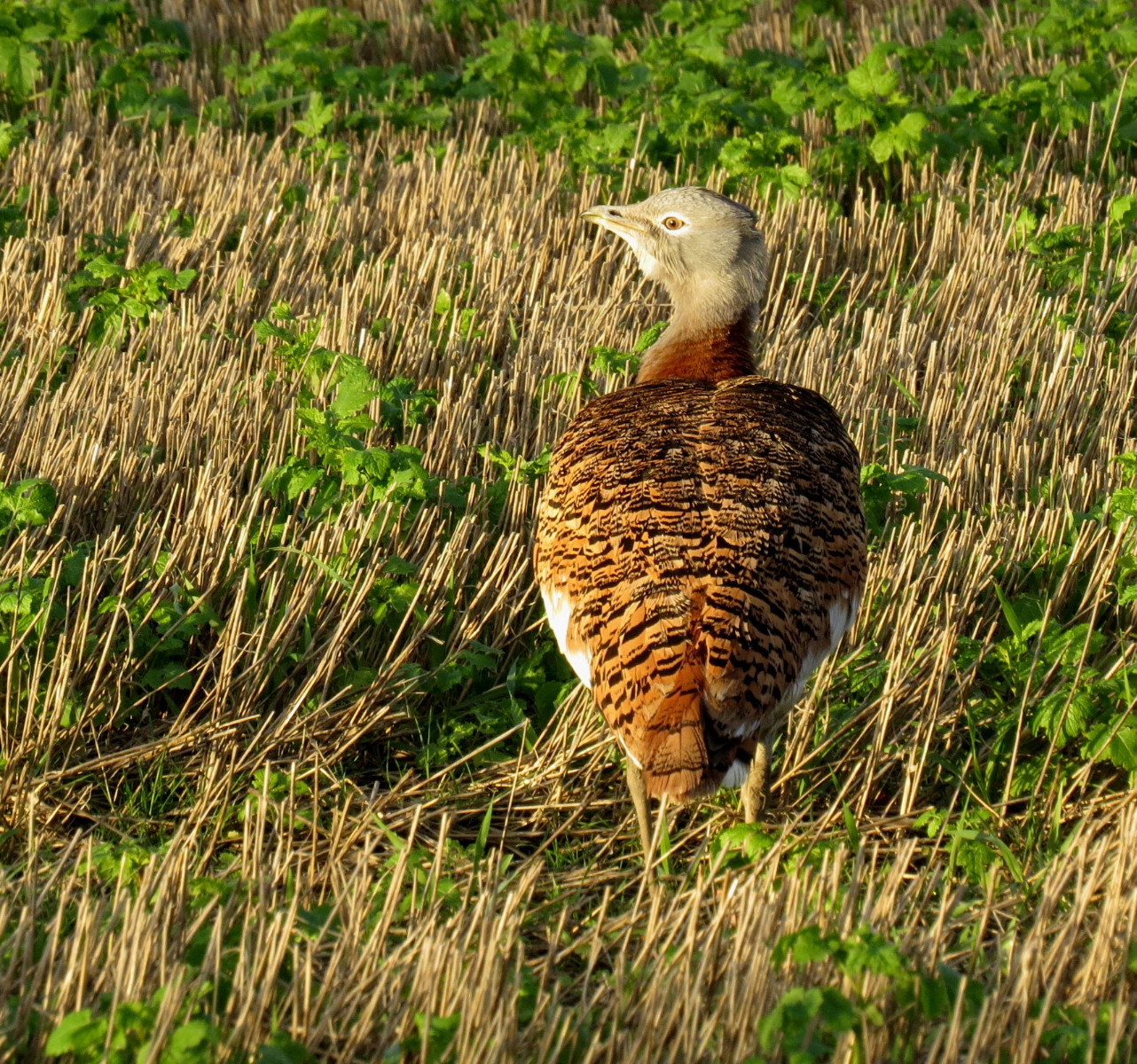 great bustard