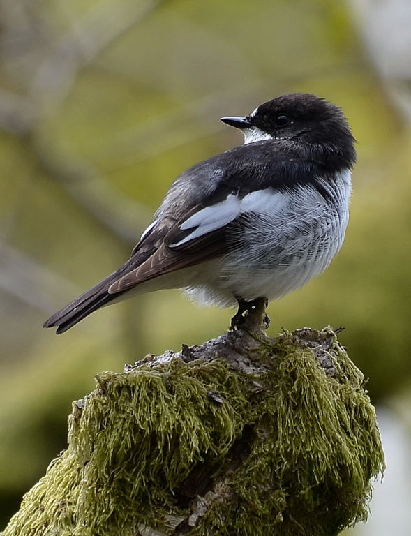 pied flycatcher