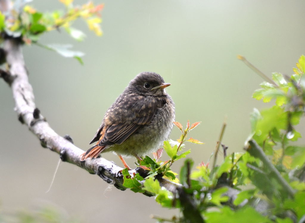 redstart