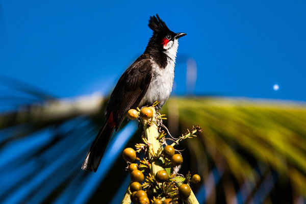 red whiskered bulbul