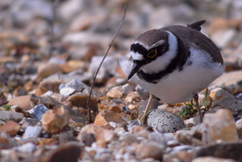 little ringed plover