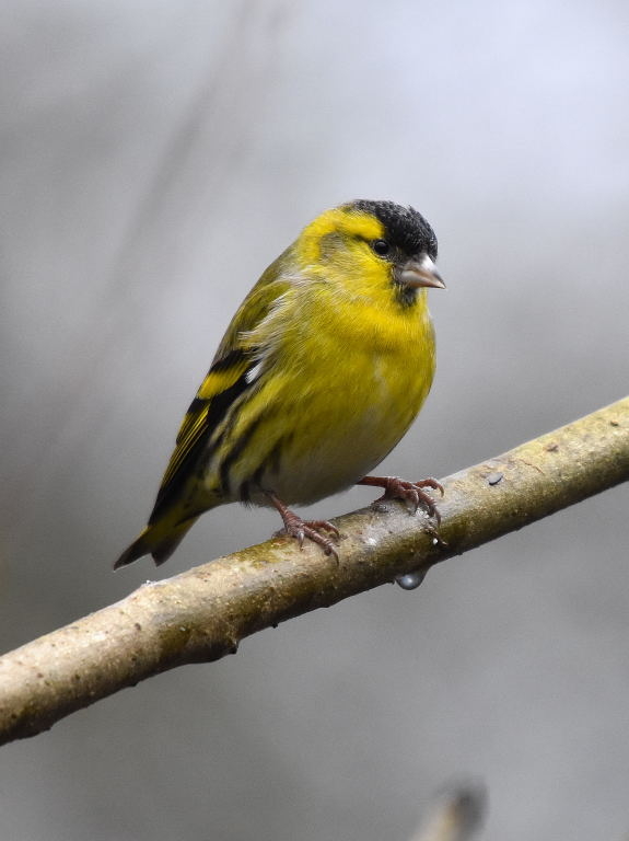 siskin