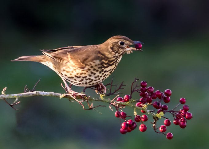 Song Thrush