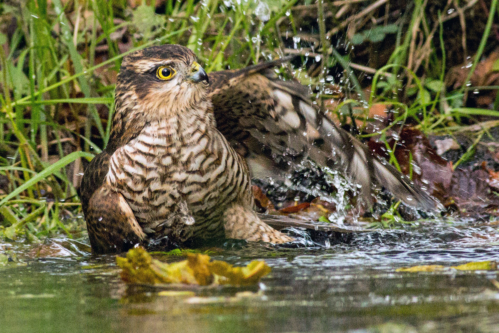 sparrowhawk