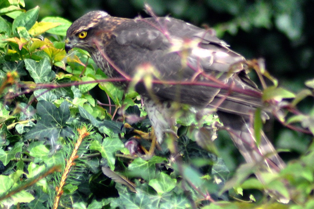 sparrowhawk