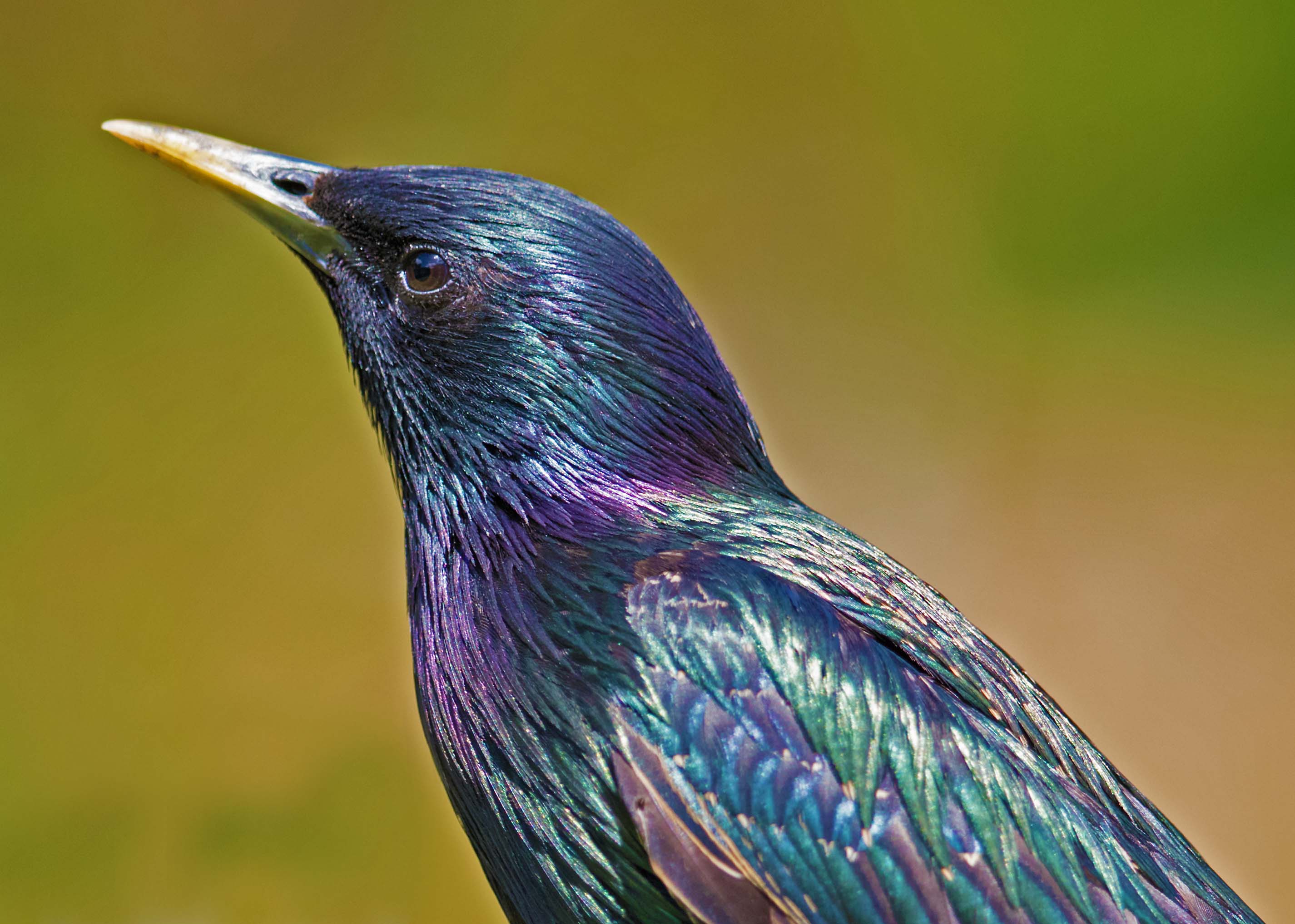 starling