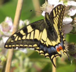 swallowtail