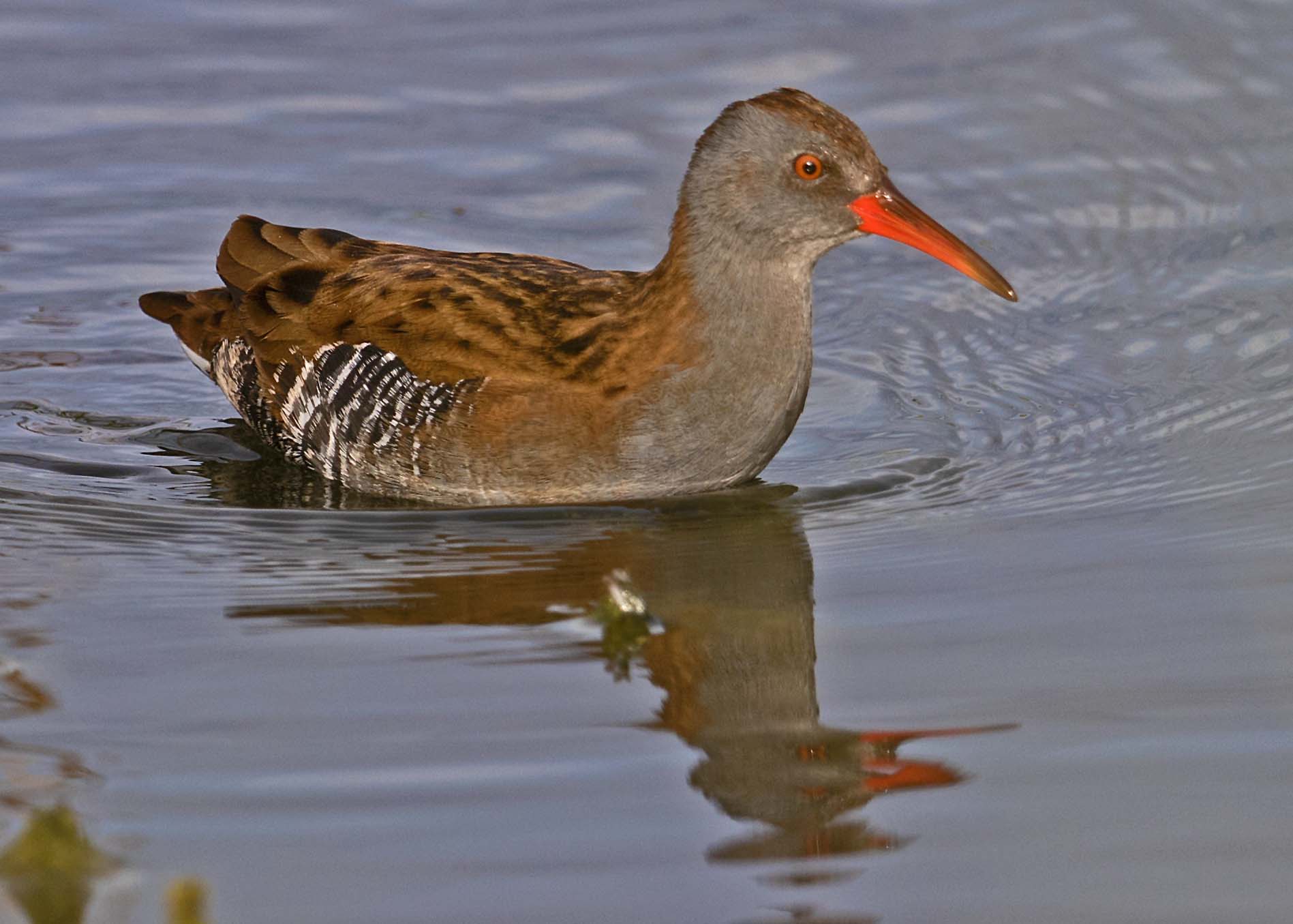 water rail